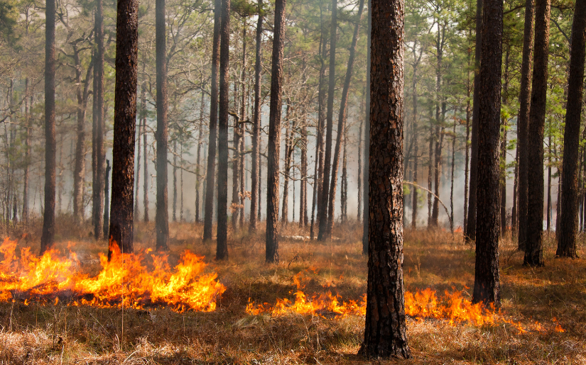 Prescribed Fire in the Great Lake States of Minnesota, Wisconsin, and Michigan